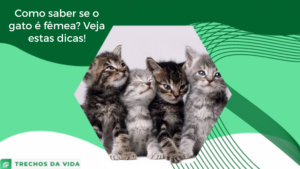 Como saber se o gato é fêmea? Veja estas dicas!