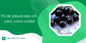 Pé de Jabuticaba em vaso, como cuidar