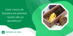 Usar casca de banana em plantas – Quais são os benefícios 