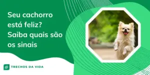 Cachorro está feliz: saiba quais são os sinais