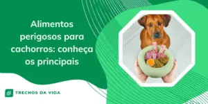 Alimentos perigosos para cachorros: conheça os principais