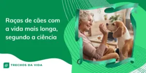 Raças de cães com a vida mais longa, segundo a ciência