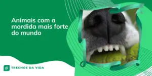 Animais com a mordida mais forte do mundo