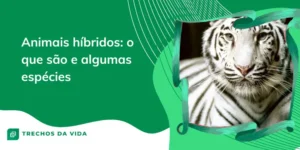 Animais híbridos: o que são e algumas espécies