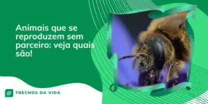 Animais que se reproduzem sem parceiro: veja quais são! 
