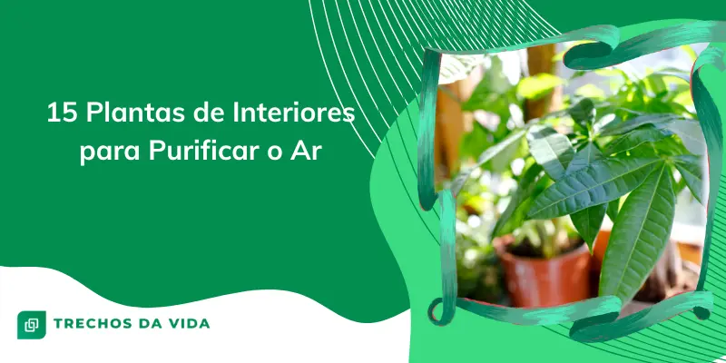 15 Plantas de Interiores para Purificar o Ar