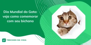 Dia Mundial do Gato: veja como comemorar com seu bichano