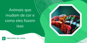 Animais que mudam de cor e como eles fazem isso