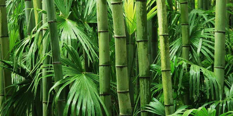 Dia Mundial do Bambu: Conheça os Tipos de Bambu e a Sua Versatilidade