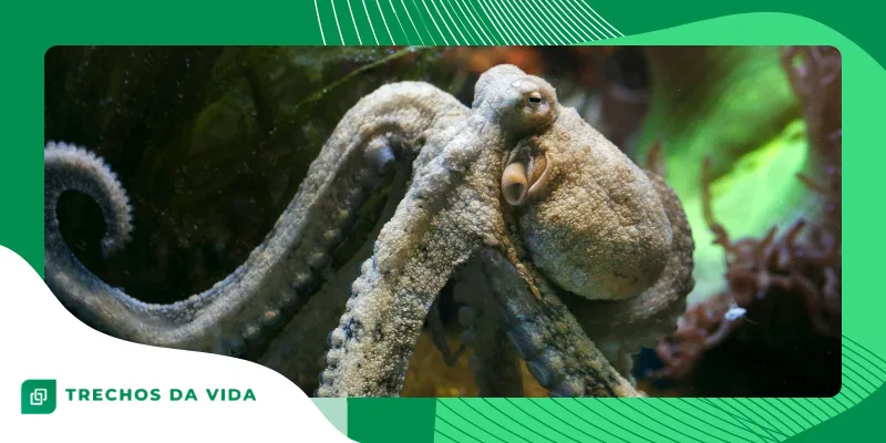 Fatos curiosos sobre animais que parecem mentira, mas são reais