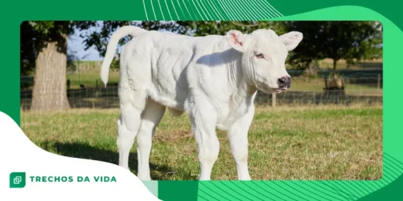 Fatos curiosos sobre animais que parecem mentira, mas são reais