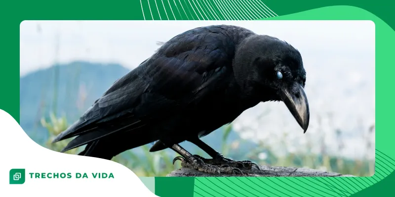 Fatos curiosos sobre animais que parecem mentira, mas são reais