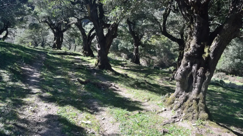 algumas árvores vivem milhares de anos