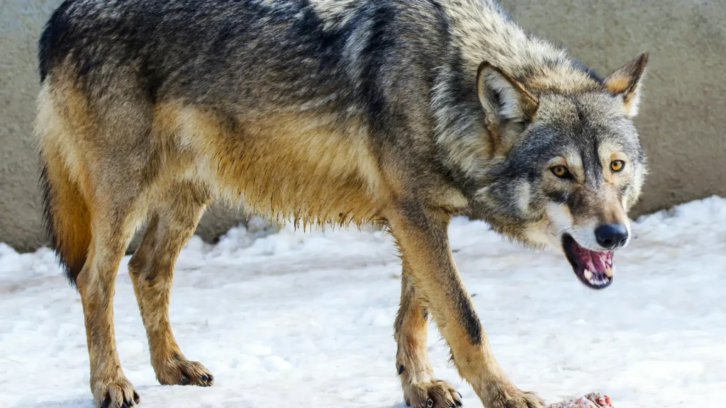 animais que conseguem sobreviver sem comer por meses