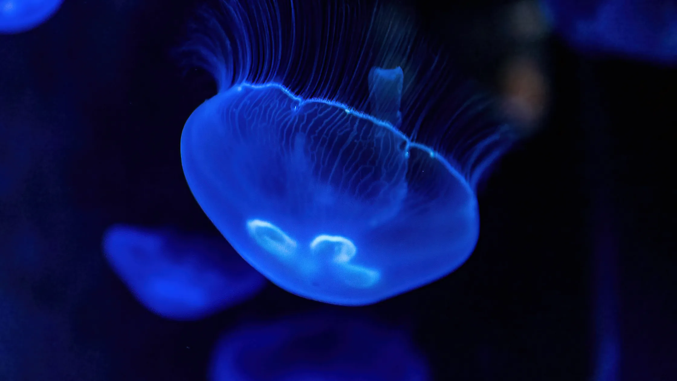 Animais bioluminescentes